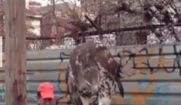 Video: Diều hâu thản nhiên rỉa thịt chuột trên nóc ôtô