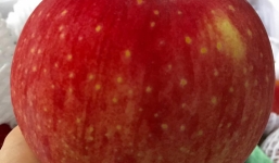 Hàng hiếm táo Nhật nặng 1kg có giá hơn nửa triệu 