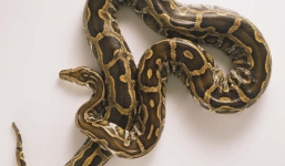 Video: Tên trộm lén lút giấu con trăn vào bên trong quần