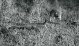 Video: Chuột bật tung người thoát khỏi hàm rắn đuôi chuông