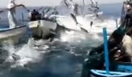 Cá biển bay như chim khi bị ngư dân lùa bắt vào lưới