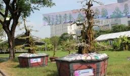 Cặp khế 300 tuổi rao bán giá 12 tỷ ở Sài Gòn