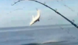 Video: Nhóm thanh niên Mỹ gào rú vì câu được cá mập khổng lồ