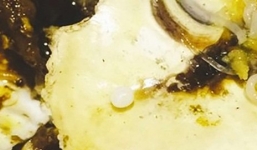 Thực khách may mắn cắn phải ngọc trai khi đang ăn hàu