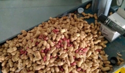 Chuột tích cóp lạc cất trong ôtô bị chủ xe 'tịch thu' sạch