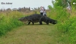 Video: Cá sấu khổng lồ nghênh ngang đi dạo trong khu bảo tồn Mỹ