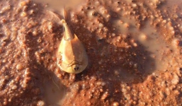 Tôm “ngoài hành tinh” hồi sinh sau nhiều năm vùi trên sa mạc khô cằn