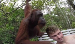 Hết được cho ăn, đười ươi tráo trở tát vào mặt du khách