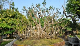 Cây khế cổ 300 tuổi đại gia Hà thành trả nửa tỷ không bán