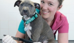 Chú chó hiếu động nuốt chửng con dao 20cm may mắn sống sót