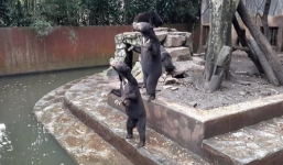 Gấu gầy trơ xương chìa tay cầu xin thức ăn trong vườn thú