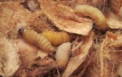 Hàng chục con đuông ngoe nguẩy trong gốc dừa