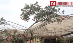 Video: Hồng cổ Sapa 30 năm tuổi, rao bán giá 50 triệu đồng chơi Tết