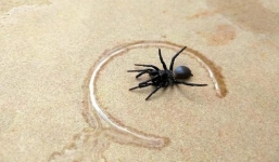 Nhện độc chết người tràn vào nhà dân ở Australia