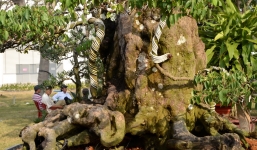 Video: Cận cảnh cặp khế hàng trăm tuổi rao bán giá 12 tỷ ở Sài Gòn