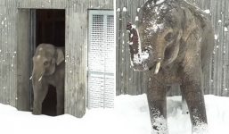 Chú voi châu Á phấn khích khi lần đầu được nhìn thấy tuyết