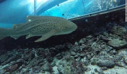 Cá mập Australia bất ngờ sinh ba con non không có bố