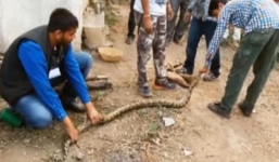 Clip trăn che chở đàn chó con bị mắc kẹt dưới giếng