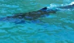 Video cô gái hoảng hồn phát hiện cá mập trắng bơi quanh