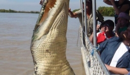 Cá sấu 'khủng' lao lên thuyền du khách nhanh như chớp