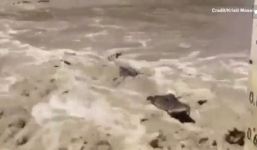 Video: Người đàn ông bị cá sấu ăn thịt khi lội qua sông tử thần