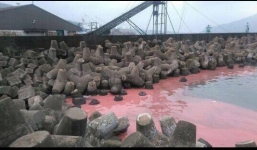 Xuất hiện vệt nước đỏ ở biển Vũng Áng