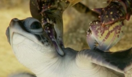 Rùa con may mắn thoát chết dưới gọng càng của cua biển