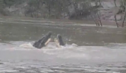 Hai cá sấu 'khủng' 4m quyết chiến xơi tái xác trâu rừng