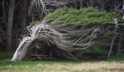 Loài cây có hình dáng đặc biệt chỉ mọc duy nhất ở một nơi trên Trái đất