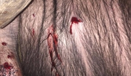 Cảnh sát 113 nổ súng bắn hạ trâu điên tại Hải Dương