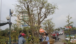Mai 100 năm tuổi 2 tỷ đồng làm xôn xao chợ hoa tết Đà Nẵng
