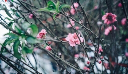 Cận cảnh: Người Hà Nội hào hứng mang đào Tết về nhà