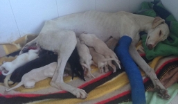 Chó mẹ gãy chân lết hơn 3km tìm người chăm sóc con gây xúc động