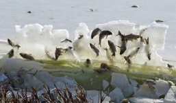 Cả đàn cá đóng băng trên không trung vì quá lạnh