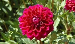 Hướng dẫn cách trồng hoa thược dược nở đúng Tết