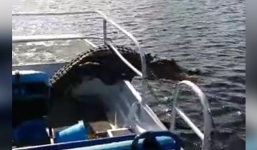Thót tim cảnh cá sấu bất ngờ lao lên thuyền du khách