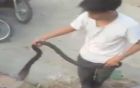 Video: Người đàn ông thò tay bắt ổ rắn hổ mang ở Hà Nội
