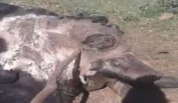 Video: Lợn rừng đau đớn mắc kẹt trong xác bò