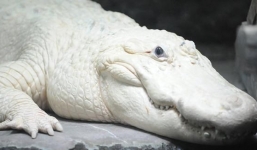 Vẻ ngoài sửng sốt của con 'cá sấu ma' quý hiếm