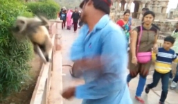 Người đàn ông tát vào giữa mặt con khỉ sau khi cho ăn gây phẫn nộ