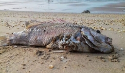 Sự cố Formosa xả thải: Chính thức xử lý cán bộ liên quan