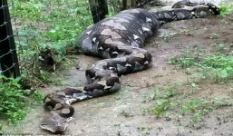 Trăn khổng lồ nằm bất động, bụng phình to sau khi nuốt chửng 2 con dê