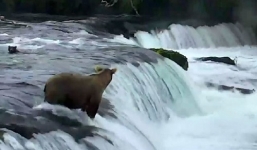 Gấu mẹ lao xuống sông cứu đàn con khỏi dòng nước xiết
