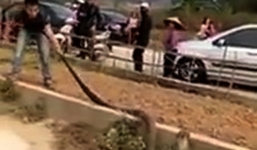 Bắt sống rắn hổ mang chúa to như trăn ngay giữa đường