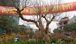 Cây đào dáng độc nhất vô nhị ở Hà Nội