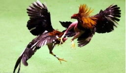 Năm Dậu, giới thiệu tinh hoa võ gà - Hùng kê quyền