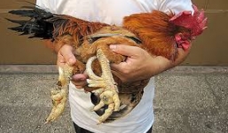 'Săn' gà chín cựa quý hiếm nơi đại ngàn Phú Thọ