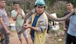 Video: Bắt sống rắn hổ mang chúa khổng lồ ở Phú Thọ