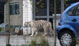 Nghẹt thở cảnh hổ trắng xổng chuồng khỏi gánh xiếc ở Ý