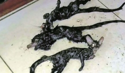 Phát hiện sinh vật đầu mèo, thân chuột trong nhà